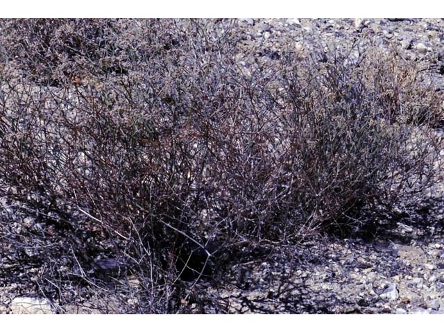 Eriogonum nummulare (Money buckwheat) #53504