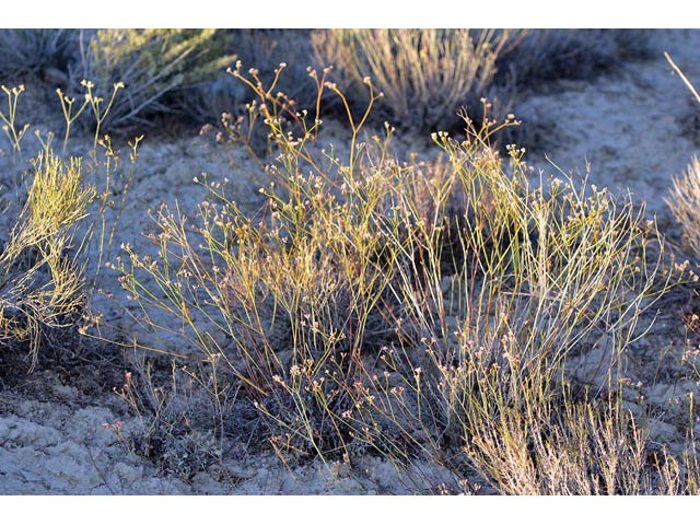 Eriogonum ostlundii (Elsinore buckwheat) #53534