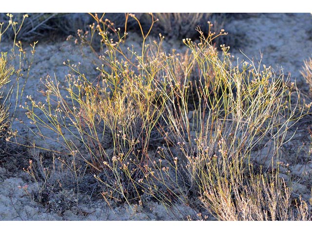 Eriogonum ostlundii (Elsinore buckwheat) #53535