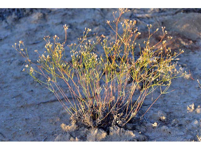 Eriogonum ostlundii (Elsinore buckwheat) #53537