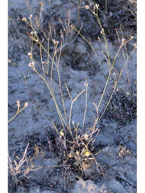 Eriogonum ostlundii (Elsinore buckwheat) #53539