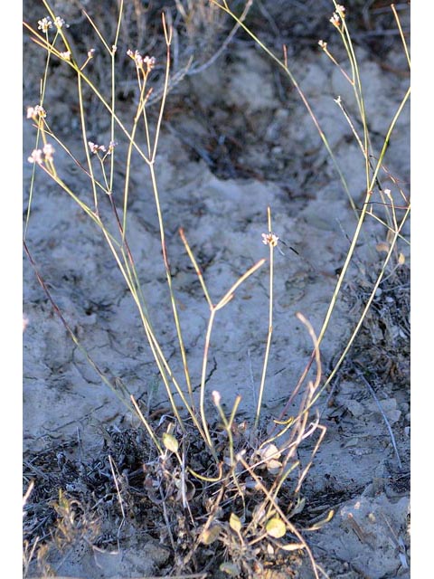 Eriogonum ostlundii (Elsinore buckwheat) #53540
