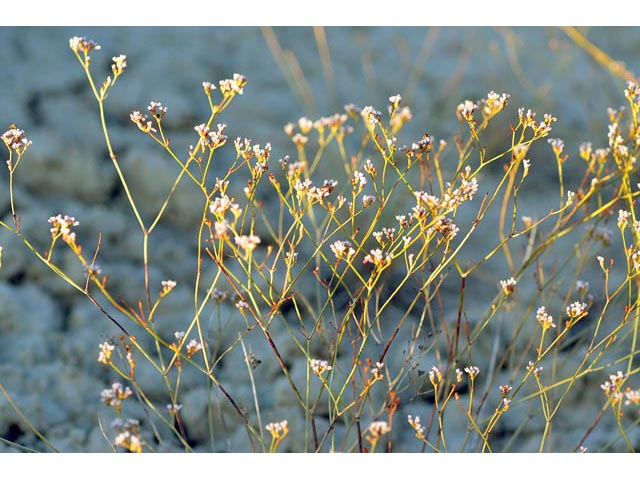 Eriogonum ostlundii (Elsinore buckwheat) #53544
