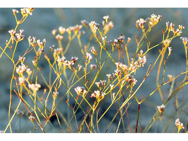 Eriogonum ostlundii (Elsinore buckwheat) #53545