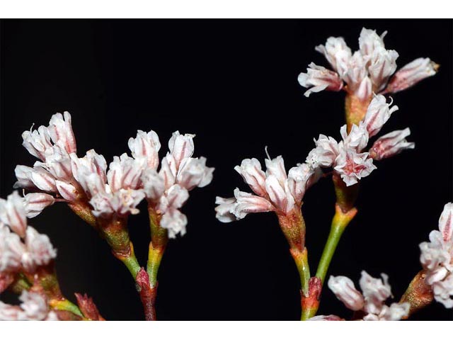 Eriogonum ostlundii (Elsinore buckwheat) #53546