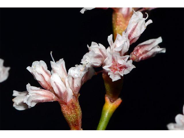 Eriogonum ostlundii (Elsinore buckwheat) #53547