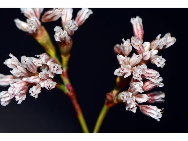 Eriogonum ostlundii (Elsinore buckwheat) #53548