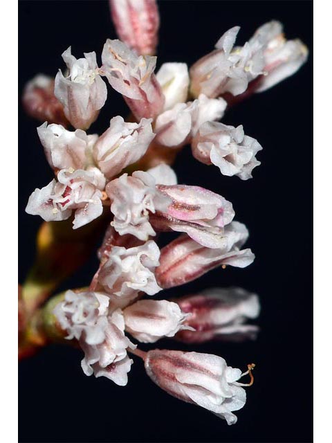 Eriogonum ostlundii (Elsinore buckwheat) #53549