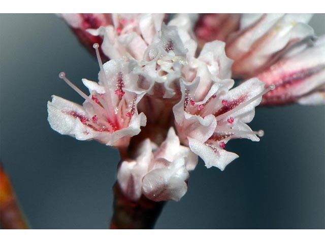 Eriogonum ostlundii (Elsinore buckwheat) #53552