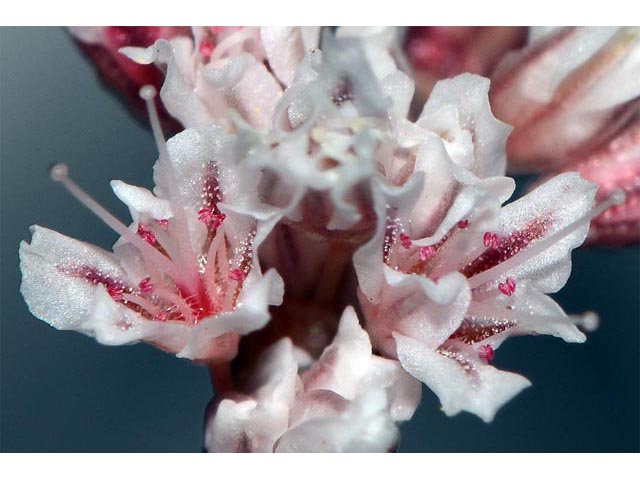 Eriogonum ostlundii (Elsinore buckwheat) #53553