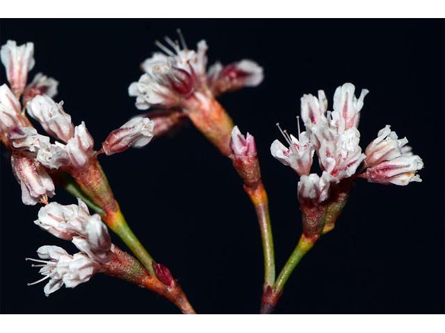 Eriogonum ostlundii (Elsinore buckwheat) #53554