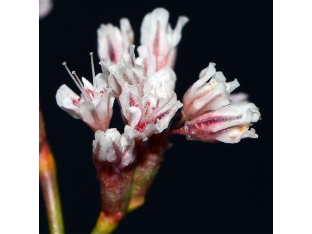 Eriogonum ostlundii (Elsinore buckwheat) #53555