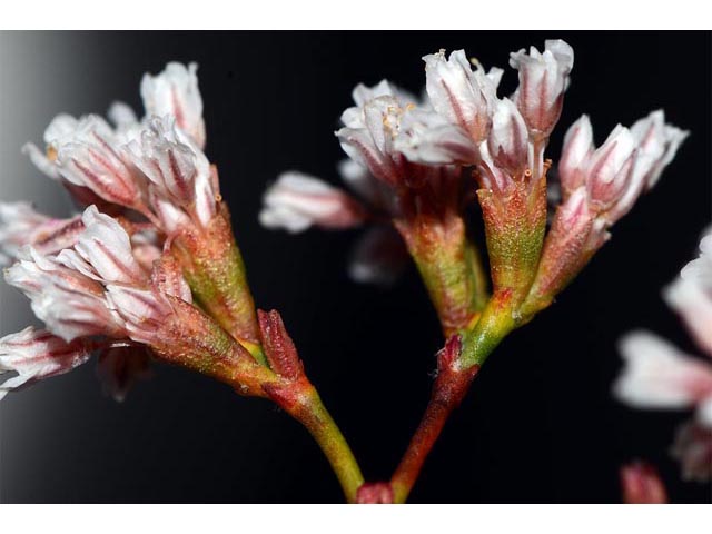 Eriogonum ostlundii (Elsinore buckwheat) #53556