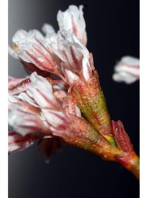Eriogonum ostlundii (Elsinore buckwheat) #53557