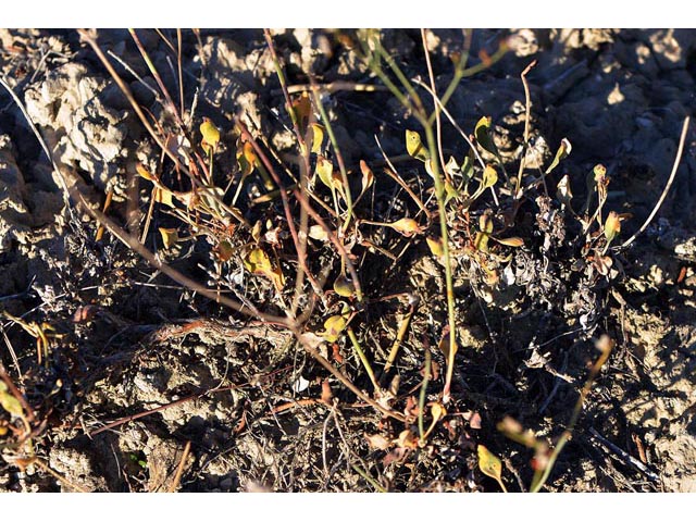Eriogonum ostlundii (Elsinore buckwheat) #53558