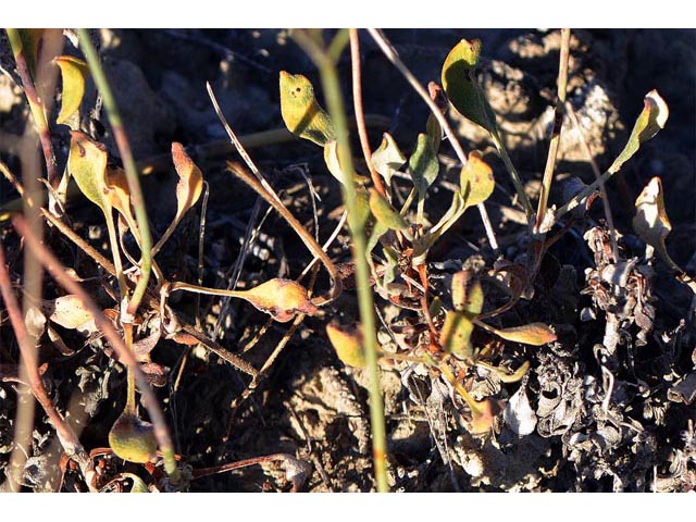 Eriogonum ostlundii (Elsinore buckwheat) #53559