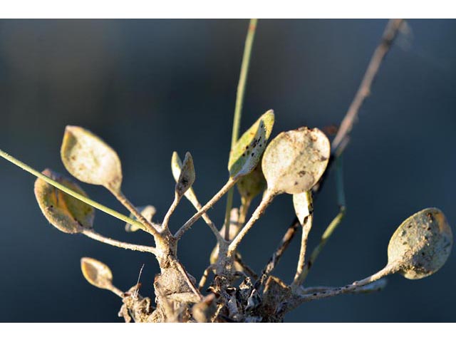 Eriogonum ostlundii (Elsinore buckwheat) #53560