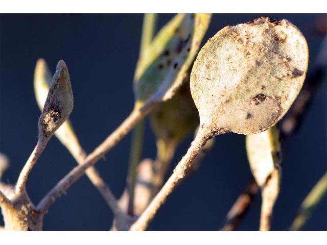 Eriogonum ostlundii (Elsinore buckwheat) #53561