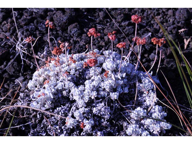 Eriogonum ovalifolium var. focarium (Craters of the moon cushion buckwheat) #53564
