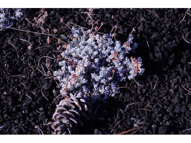 Eriogonum ovalifolium var. focarium (Craters of the moon cushion buckwheat) #53567