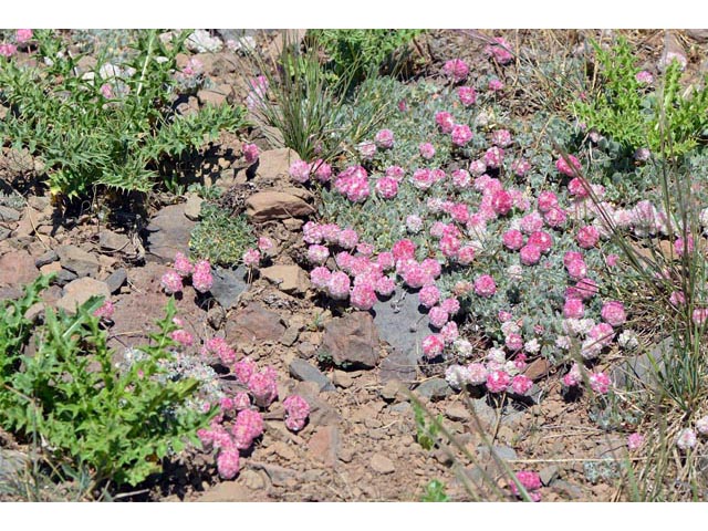Eriogonum ovalifolium var. rubidum (Steens mountain cushion buckwheat) #53644