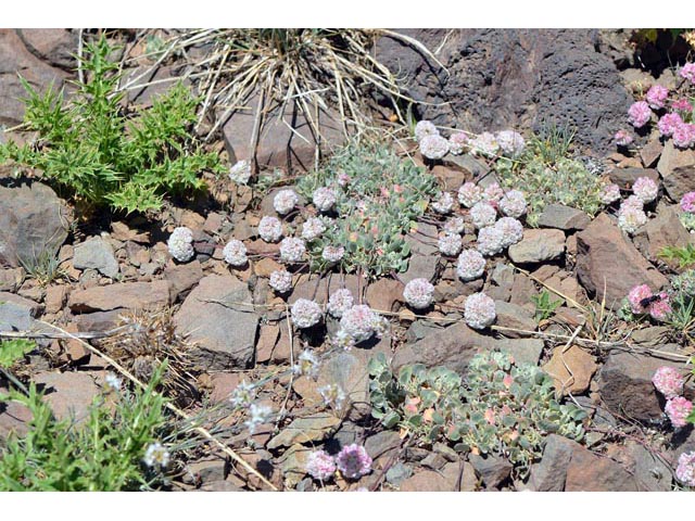 Eriogonum ovalifolium var. rubidum (Steens mountain cushion buckwheat) #53646