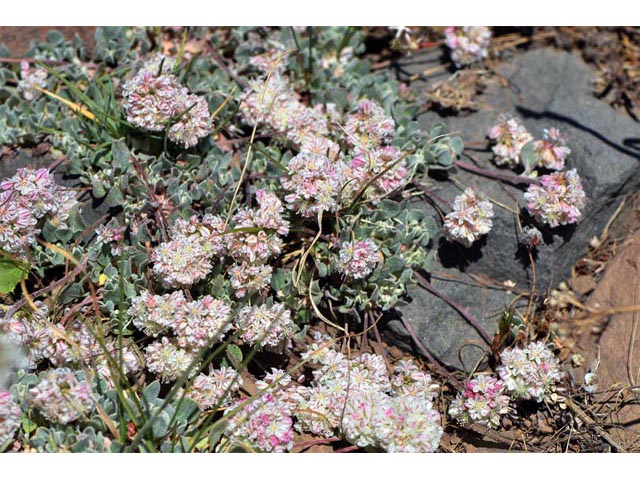 Eriogonum ovalifolium var. rubidum (Steens mountain cushion buckwheat) #53648