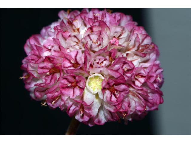 Eriogonum ovalifolium var. rubidum (Steens mountain cushion buckwheat) #53665