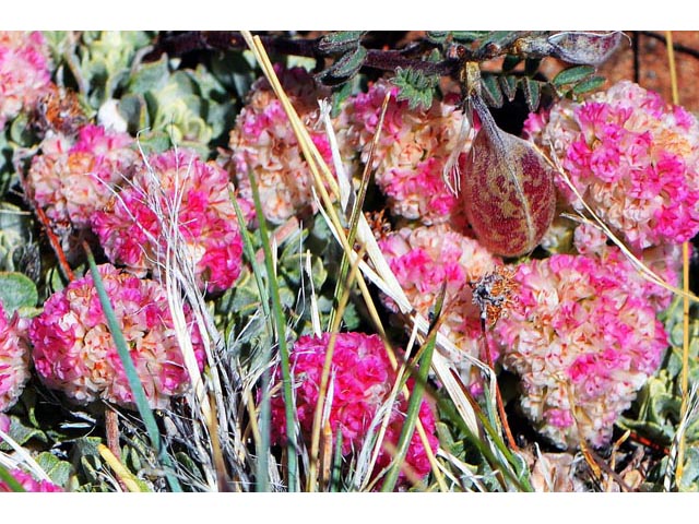 Eriogonum ovalifolium var. rubidum (Steens mountain cushion buckwheat) #53674