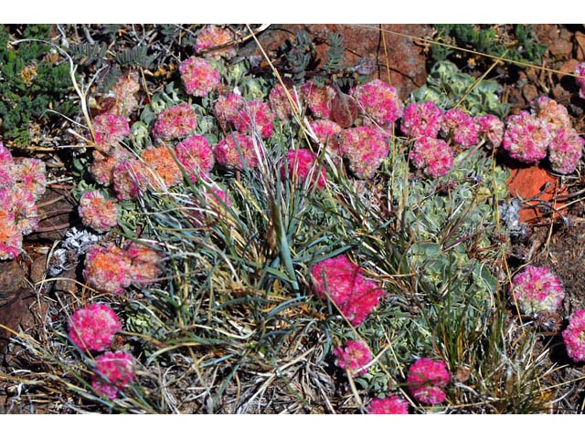 Eriogonum ovalifolium var. rubidum (Steens mountain cushion buckwheat) #53675