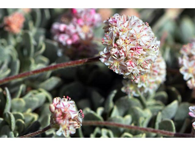 Eriogonum ovalifolium var. rubidum (Steens mountain cushion buckwheat) #53683
