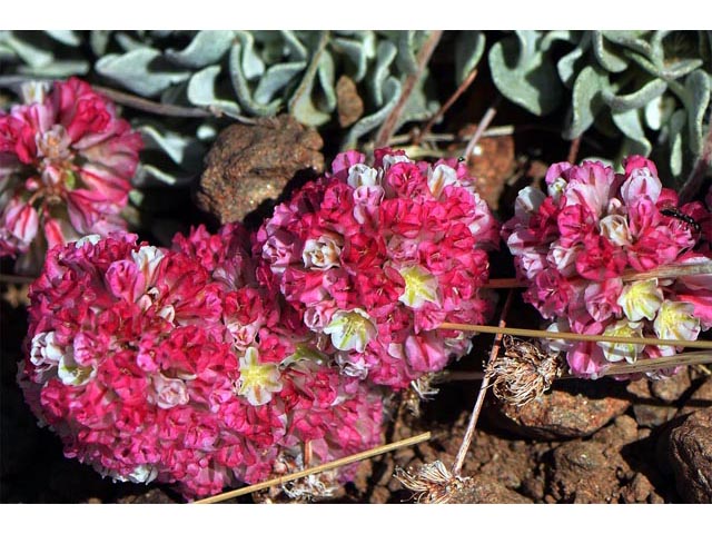 Eriogonum ovalifolium var. rubidum (Steens mountain cushion buckwheat) #53688