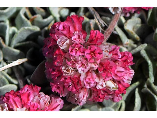 Eriogonum ovalifolium var. rubidum (Steens mountain cushion buckwheat) #53689