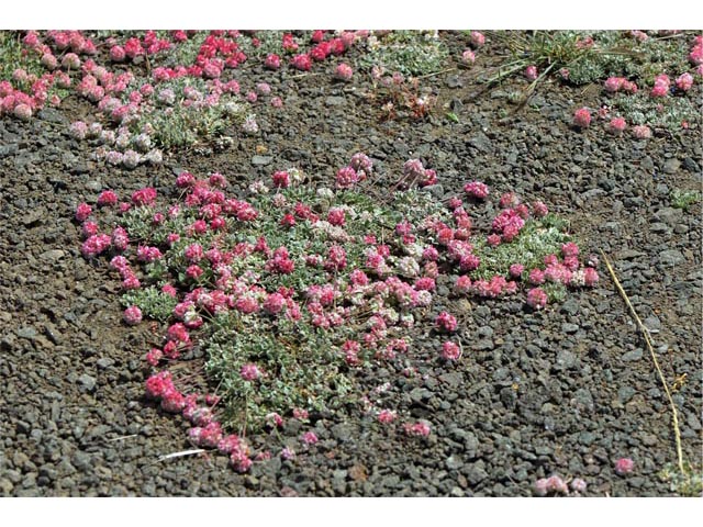 Eriogonum ovalifolium var. rubidum (Steens mountain cushion buckwheat) #53700