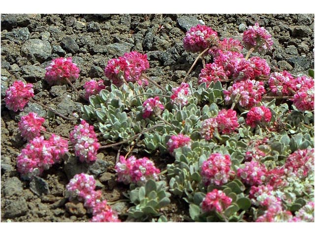 Eriogonum ovalifolium var. rubidum (Steens mountain cushion buckwheat) #53702
