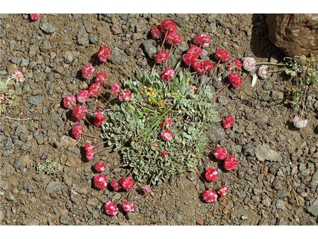 Eriogonum ovalifolium var. rubidum (Steens mountain cushion buckwheat) #53711