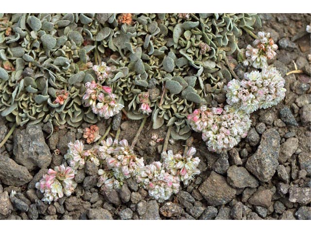 Eriogonum ovalifolium var. rubidum (Steens mountain cushion buckwheat) #53719