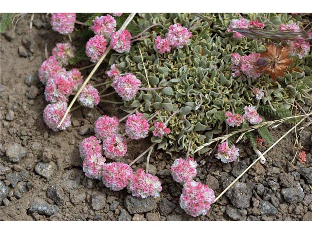 Eriogonum ovalifolium var. rubidum (Steens mountain cushion buckwheat) #53720