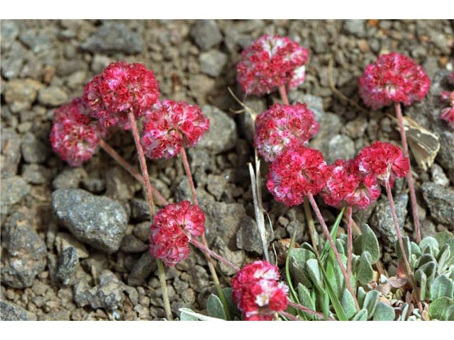 Eriogonum ovalifolium var. rubidum (Steens mountain cushion buckwheat) #53722