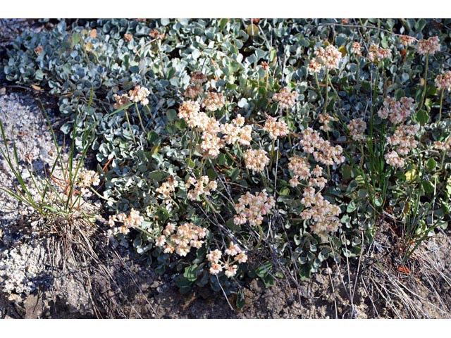Eriogonum ovalifolium var. pansum (Cushion buckwheat) #53747