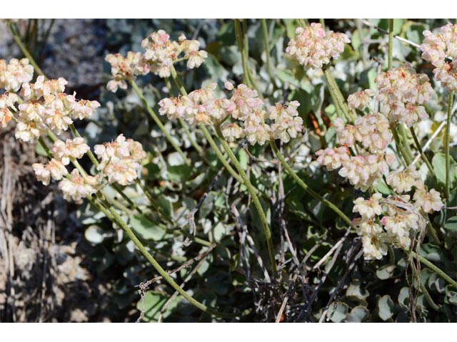 Eriogonum ovalifolium var. pansum (Cushion buckwheat) #53752