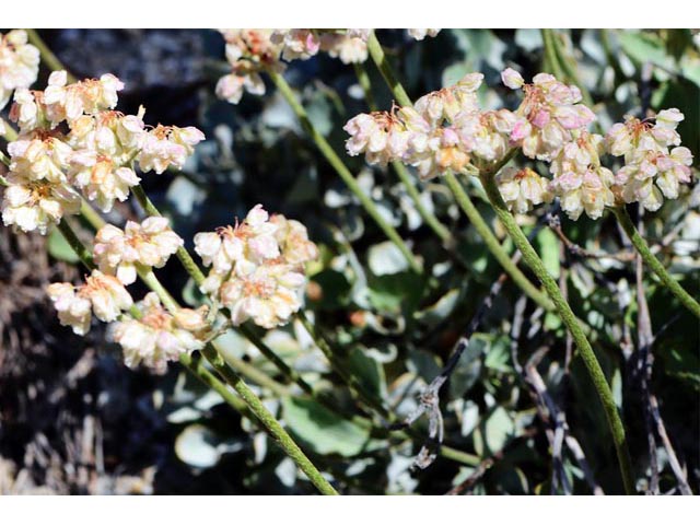 Eriogonum ovalifolium var. pansum (Cushion buckwheat) #53753