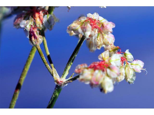 Eriogonum ovalifolium var. pansum (Cushion buckwheat) #53755