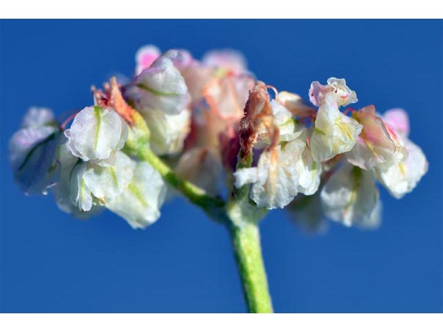 Eriogonum ovalifolium var. pansum (Cushion buckwheat) #53758