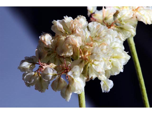 Eriogonum ovalifolium var. pansum (Cushion buckwheat) #53761