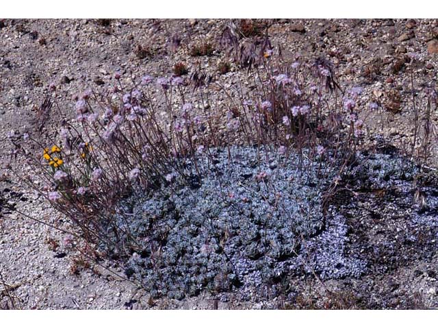 Eriogonum ovalifolium var. williamsiae (Steamboat springs buckwheat) #53770