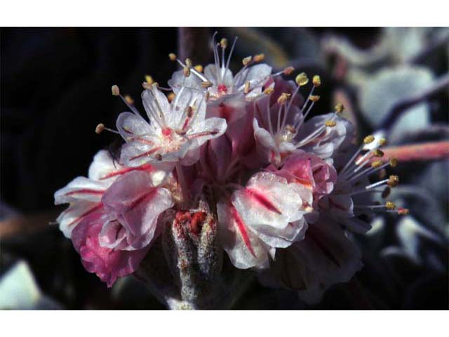 Eriogonum ovalifolium var. williamsiae (Steamboat springs buckwheat) #53780