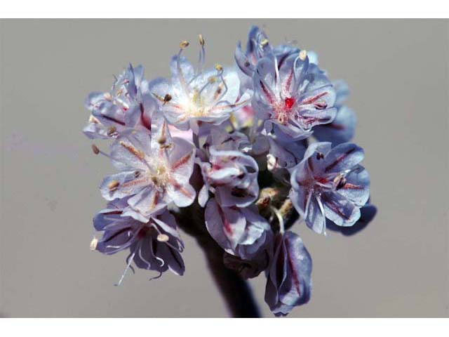 Eriogonum ovalifolium var. williamsiae (Steamboat springs buckwheat) #53783