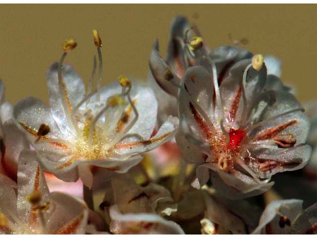 Eriogonum ovalifolium var. williamsiae (Steamboat springs buckwheat) #53784