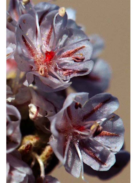 Eriogonum ovalifolium var. williamsiae (Steamboat springs buckwheat) #53785